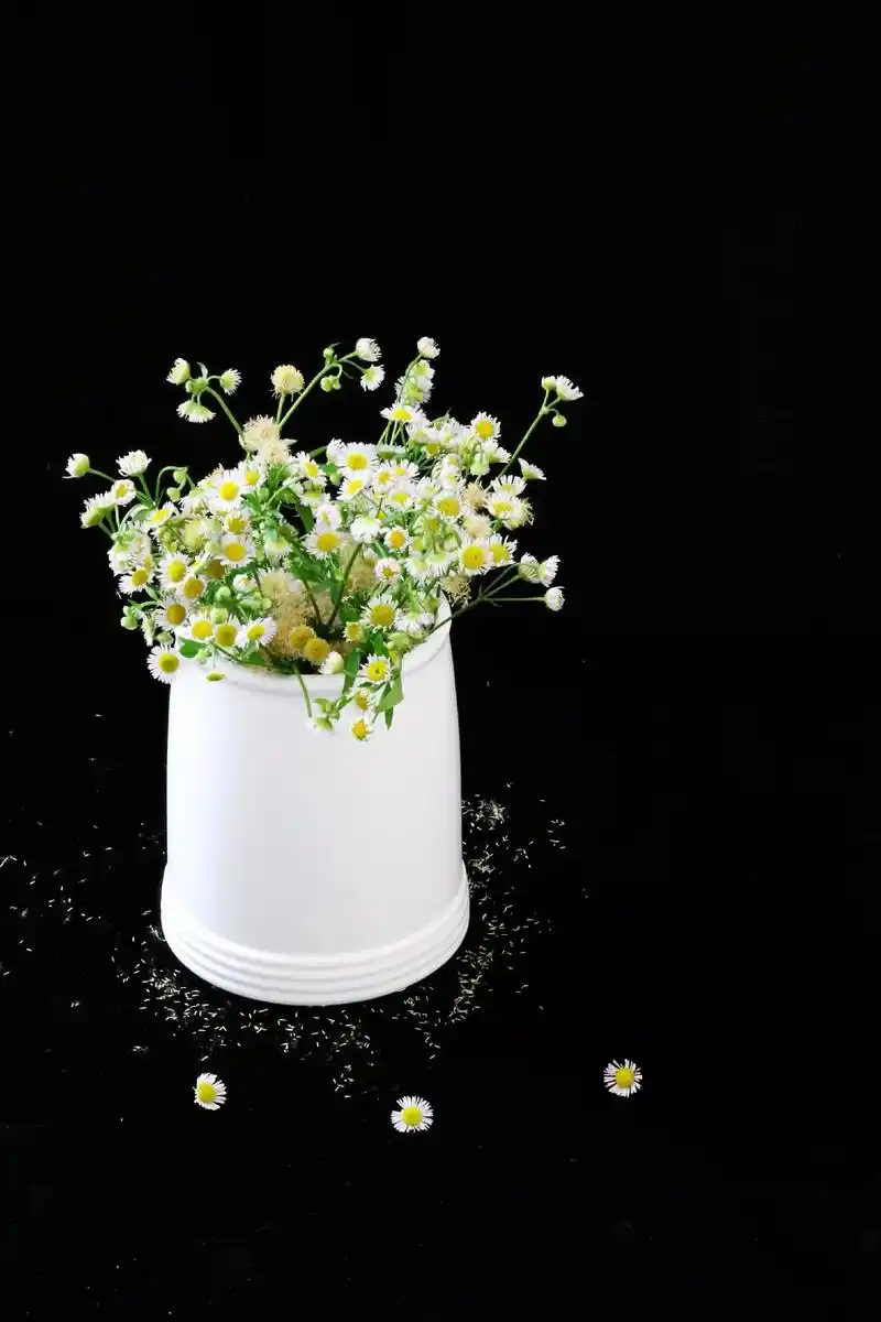 清新 #这个夏天 #夏日小清新 #夏天的味道 #静物摄影 # - 抖音