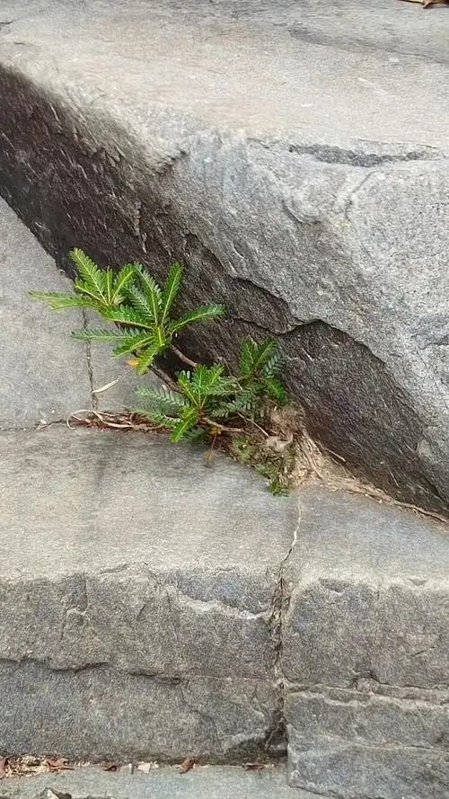 《怒放的生命》无需肥沃的土壤,从坚硬的岩缝中钻出,有了阳光和春风