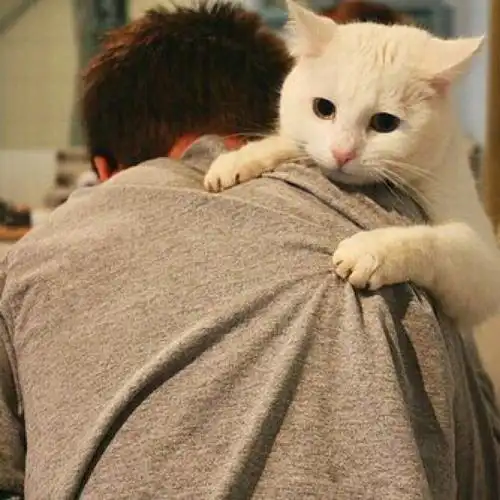 抱猫头像欧美 m.jf258.com