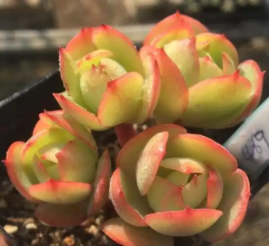 多肉碧桃有"三怕",避开不易黄叶,催新芽冒侧枝,养成小老桩