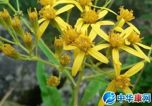 斩龙草的功效与作用