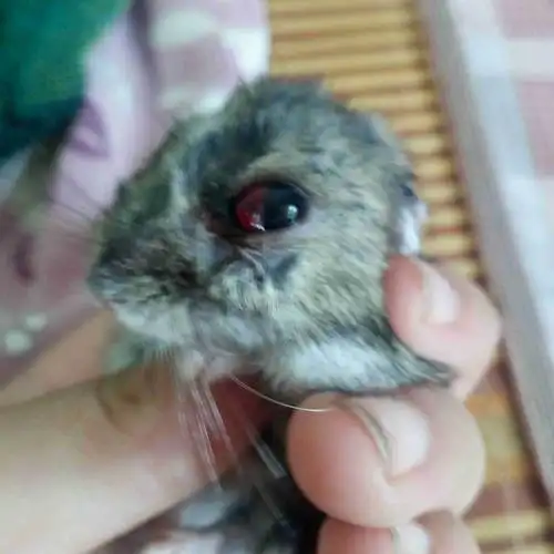 仓鼠眼睛不知道怎么了怎么治 急急急!