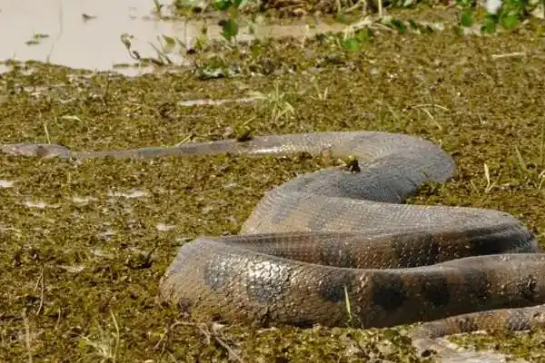 世界上最大的蚺亚马逊森蚺可达10米以上