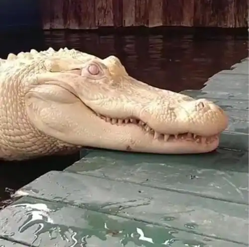 极罕见全白鳄鱼:长相恐怖 连眼球也是白的
