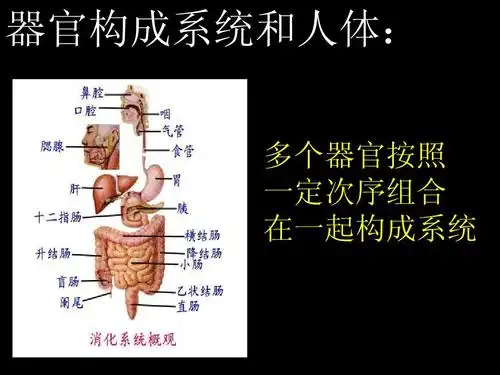 第二单元第三章第一节 动物体的结构层次_word文档在线阅读与下载_免