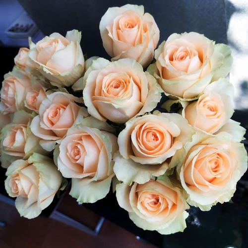 月季花苗珍珠雪山四季开花灌木浓香切花月季庭院阳台p花卉盆栽玫