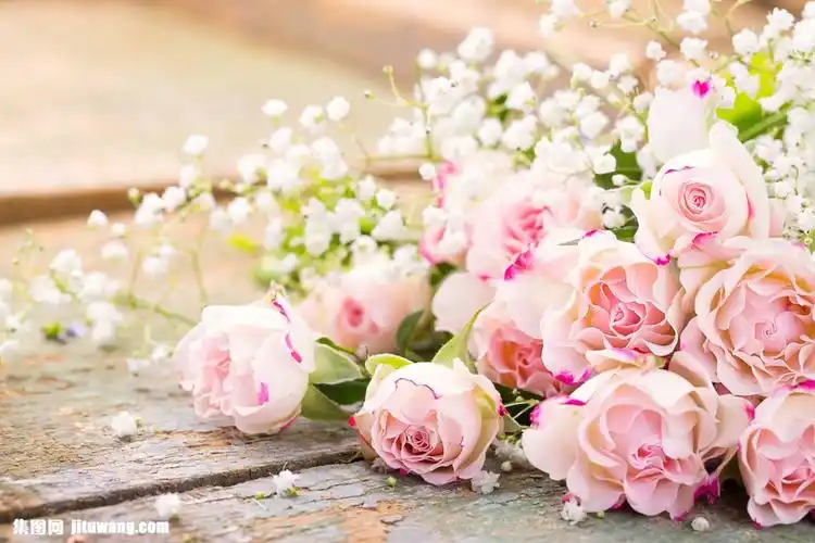 满天星玫瑰花图片