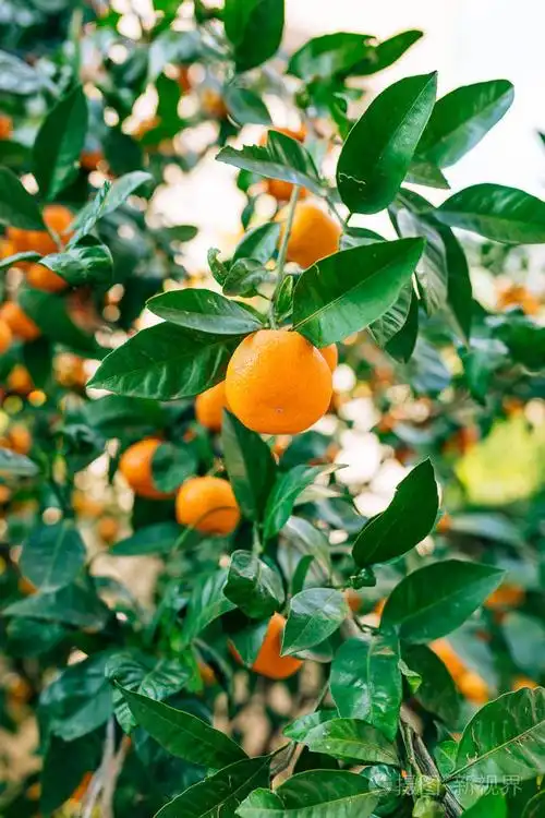 成熟的橘子.黑山恐遭