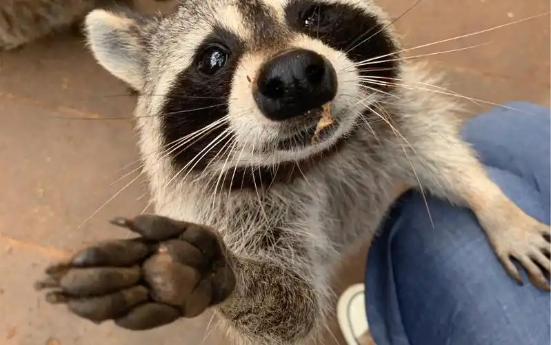 干脆面君的抱大腿 很给面子