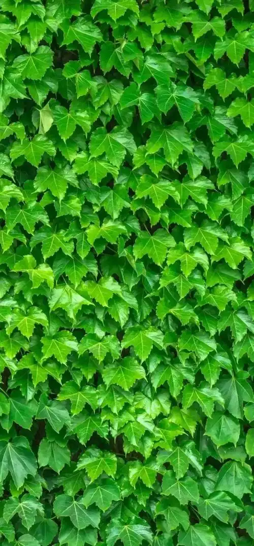 并不是指绿色本身对眼睛有什么好处,而是说远眺大自然的景物可缓解