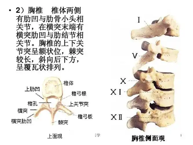 (2)ppt   2)胸椎 椎体两侧 有肋凹与肋骨小头相 关节,在横突末端有 横