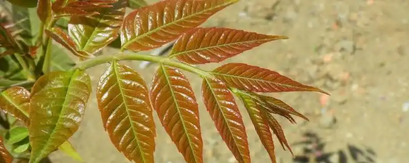 香椿叶子老了能吃吗