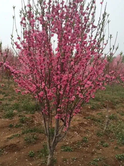 碧桃树 为什么不长桃子_百度知道