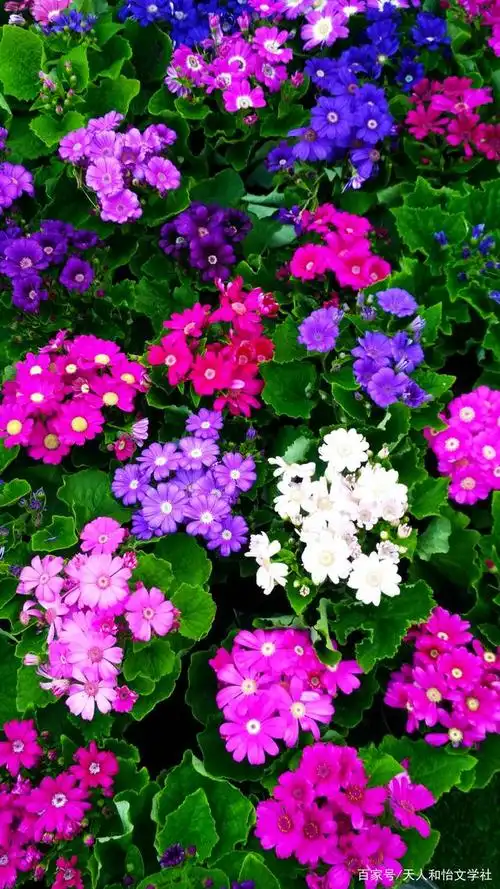 瓜叶菊:大美春天有美景,愉悦欢乐富贵花