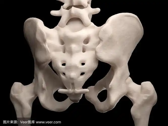 人体骨盆
