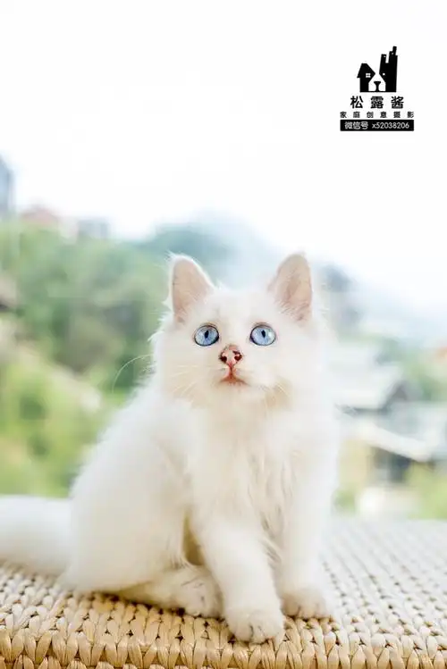 是一个小姑娘,我现在五个多月了,我是一只波斯猫,纯白蓝眼