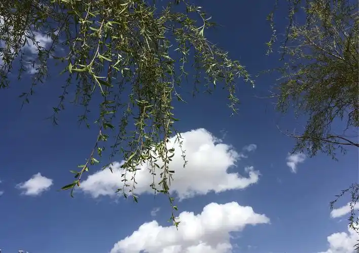 蓝天白云 杨柳情