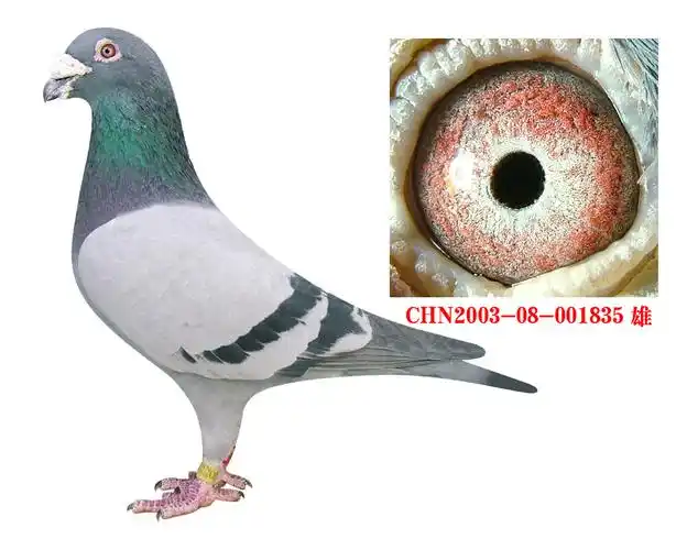 霍夫肯最佳直子之一_龙翔轩鸽舍_ ag188.com爱鸽商城_中国信鸽信息网