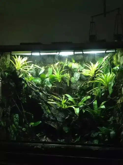 鱼缸改造雨林缸造景教程,雨林缸图片