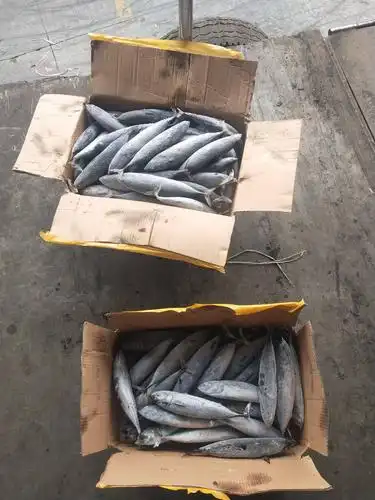 冷冻鱿鱼 印度洋鱿鱼