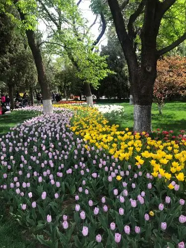 中山公园郁金香花展