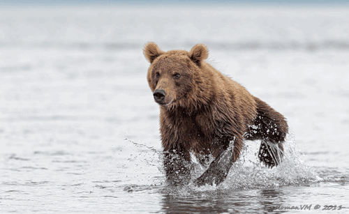 笑忘梵尘采集到动态图片(纪实动物)