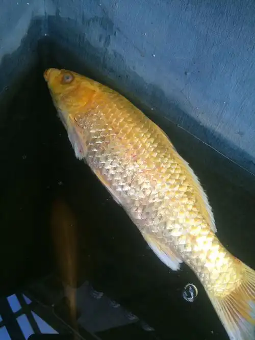 鱼身上长白毛怎么回事,都要死,怎么回事