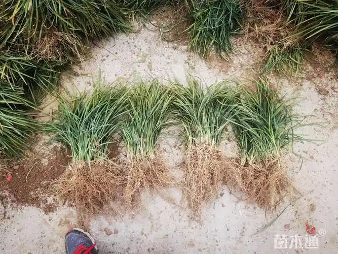 高度20厘米中叶麦冬