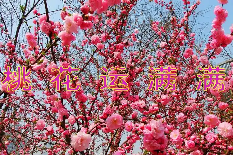 恭喜了!从1月6日起,时运亨通,福星高照,桃花运满满的4个星座