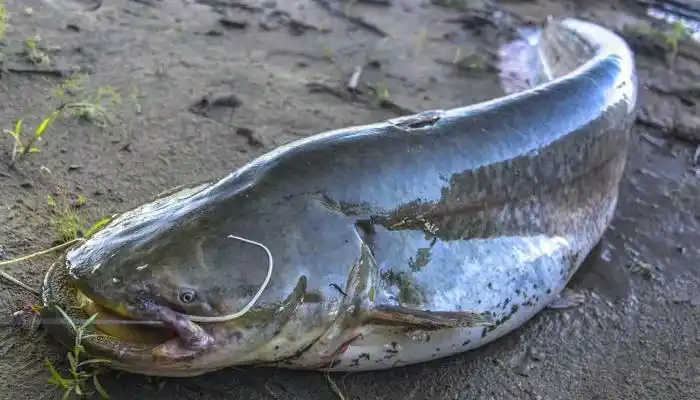 六须鲶鱼供应商大口鲶鱼鱼厂家直销六须鲶鱼产地批发价格