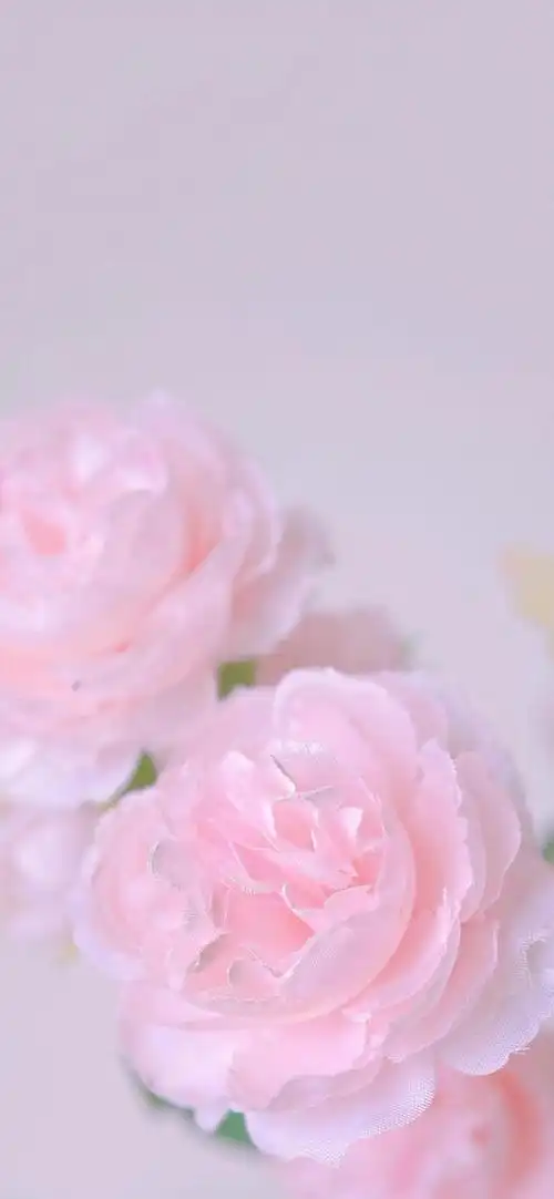 你知道粉色玫瑰的花语是什么吗