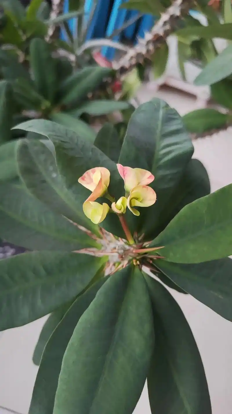 虎刺梅.虎刺梅全身都是刺,扎手又疼又痛,久不能散,花常开,花 - 抖音