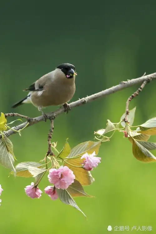 花开正好一只小鸟栖息在花枝上啄食着花瓣一幅漂亮的鸟语花香图