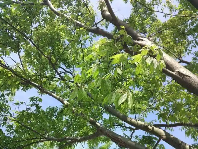 榉树——优雅的树.