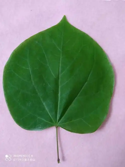 紫荆圆形叶