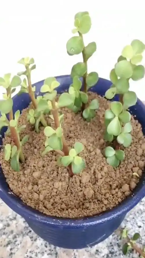 金枝玉叶的扦插方法