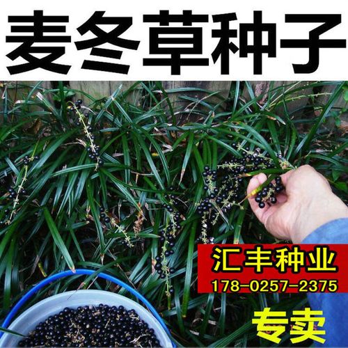 阳澄约定景区绿化常青草种细中叶麦冬宽阔叶麦冬草种子日本矮麦冬草