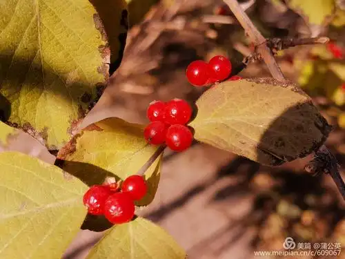 金银花果硕果累累(手机拍)
