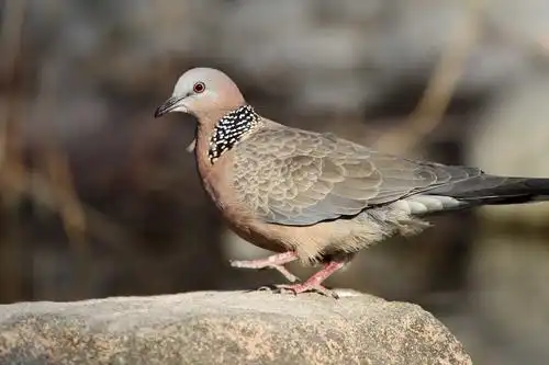 虎滩的珠颈斑鸠