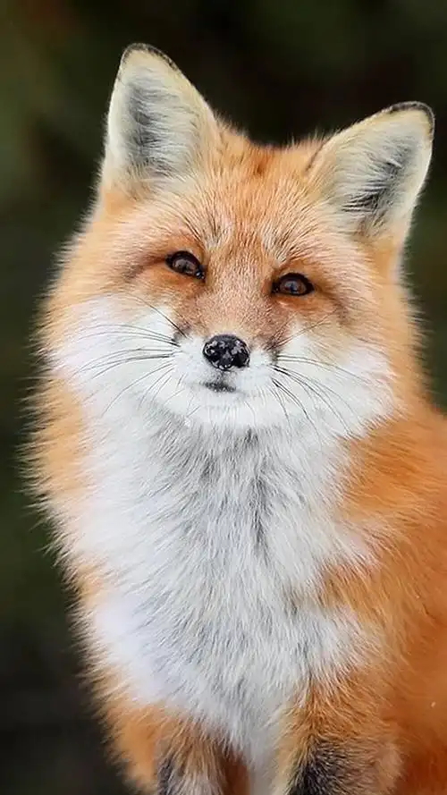 狐狸#硬盘里有六张漂亮的孩子