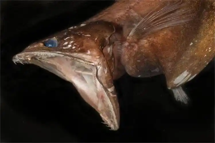 世界上最恐怖的鱼(能吞噬比自己重10倍的食物)-风水人