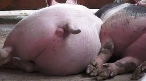 猪尾巴小猪猪农场动物