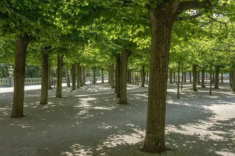 椴树—世界五大行道树之一