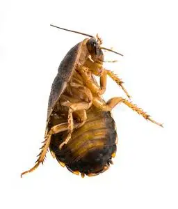 蟑螂-乌比娅马尔济斯犬用爪子抓了孤立在白色的比雄蟑螂-乌比娅三人的