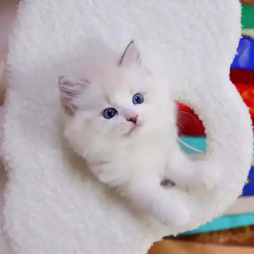 布偶猫小鼻屎妹两个月啦