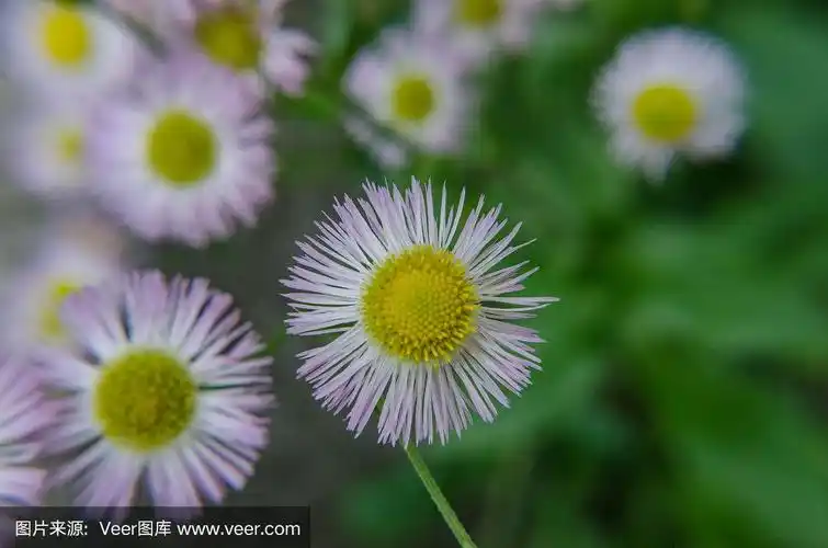 黄白花