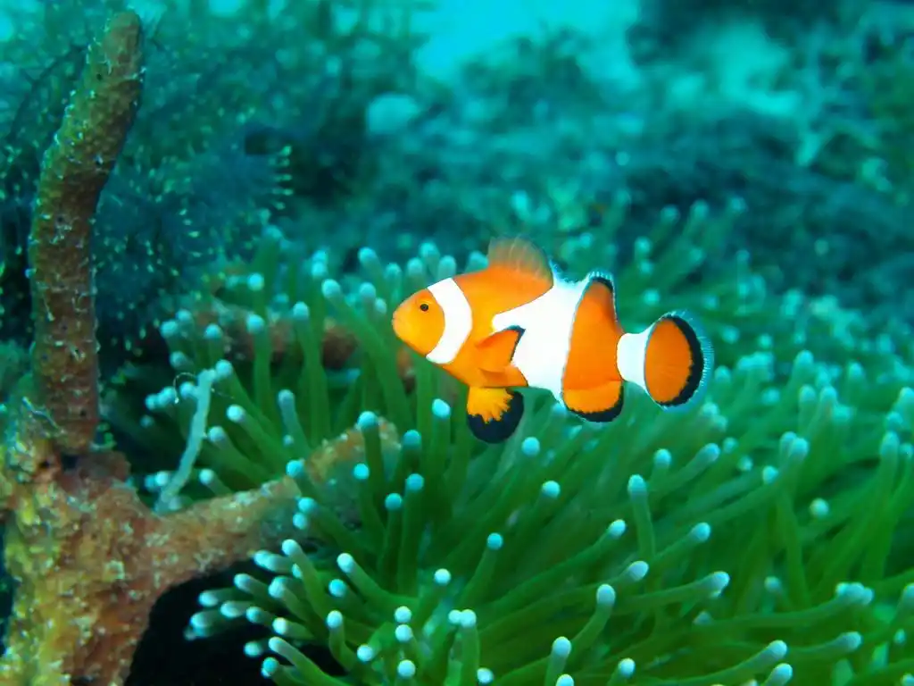 小丑鱼,水下居民的大海深处海峡宿务岛 maktan, 小丑鱼