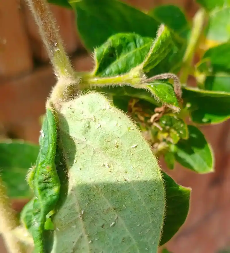 金银花种植 #病害# 有没有大神看看这怎么解决 - 抖音