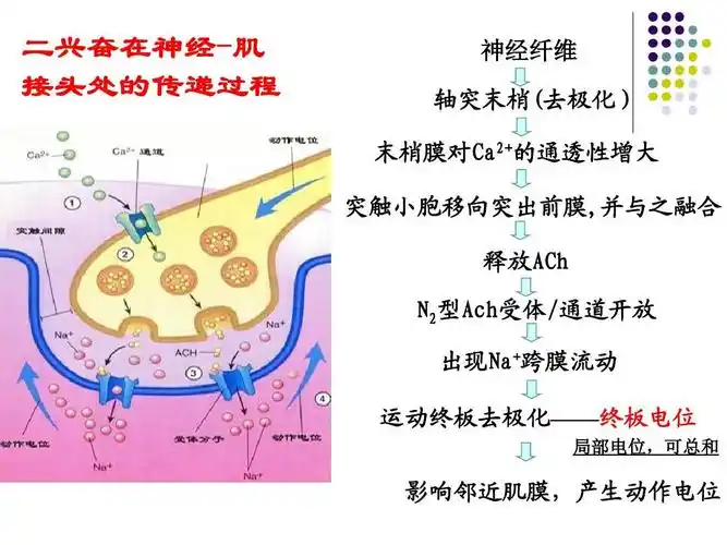 影响邻近肌膜,产生动作电位