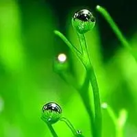 文艺绿色头像_微信头像图片大全